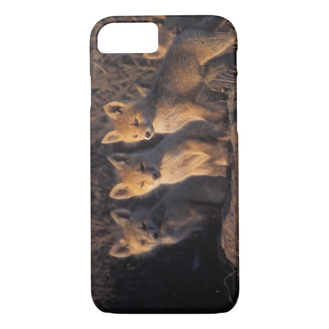 red fox, Vulpes vulpes, kits Case-Mate iPhone Case (Back)