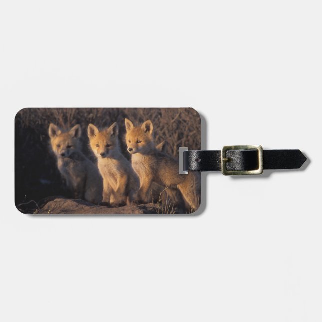 red fox, Vulpes vulpes, kits Luggage Tag (Front Horizontal)