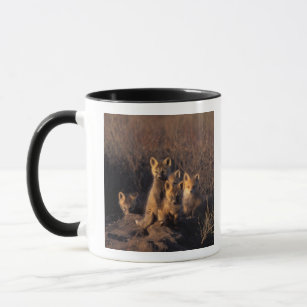 red fox, Vulpes vulpes, kits on their den in the Mug