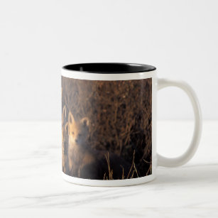 red fox, Vulpes vulpes, kits on their den in the Two-Tone Coffee Mug