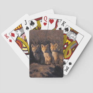 red fox, Vulpes vulpes, kits Playing Cards