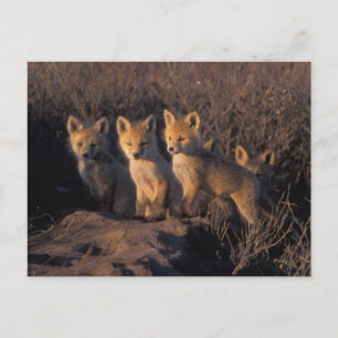 red fox, Vulpes vulpes, kits Postcard