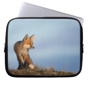 red fox, Vulpes vulpes Laptop Sleeve