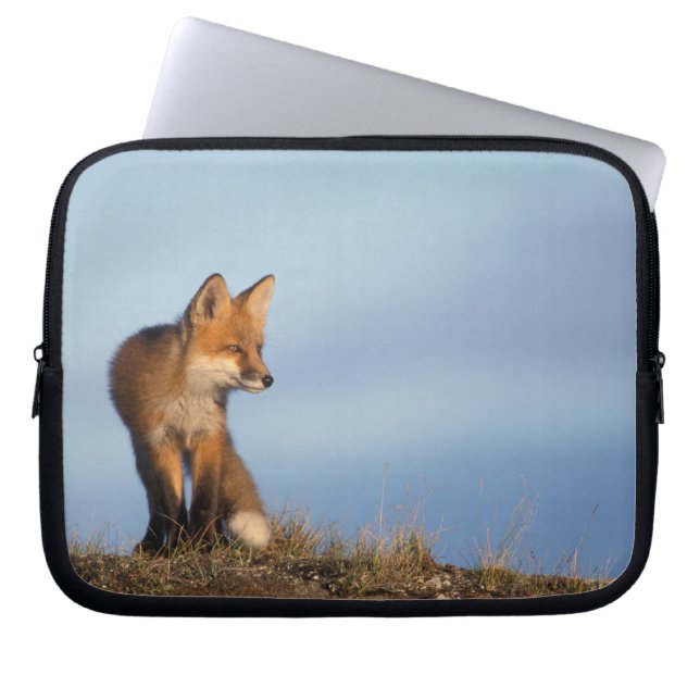 red fox, Vulpes vulpes Laptop Sleeve (Front)