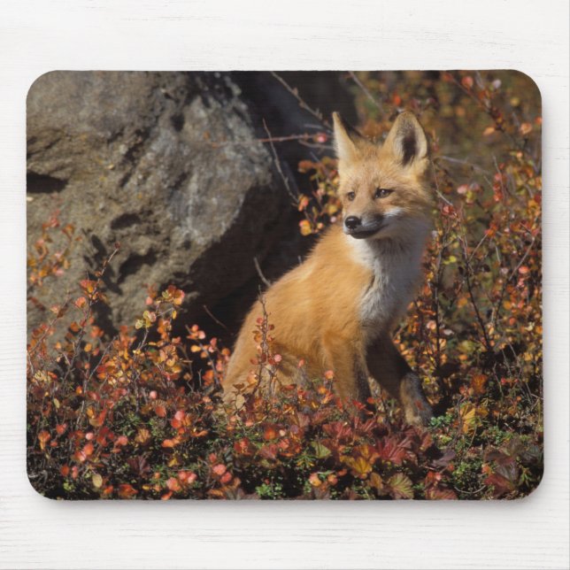 red fox, Vulpes vulpes Mouse Mat (Front)