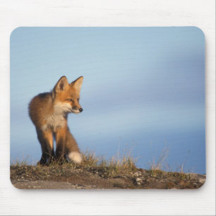 red fox, Vulpes vulpes Mouse Mat