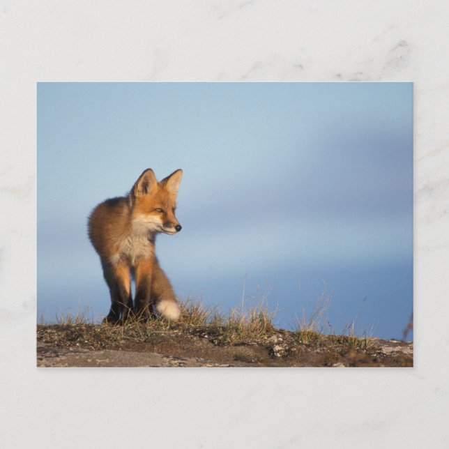 red fox, Vulpes vulpes Postcard (Front)