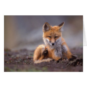 red fox, Vulpes vulpes, pup scratching itself,
