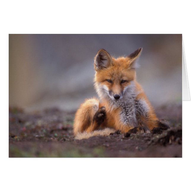 red fox, Vulpes vulpes, pup scratching itself, (Front Horizontal)