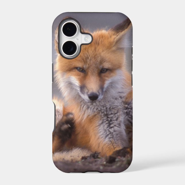 red fox, Vulpes vulpes, pup scratching itself, (Back)