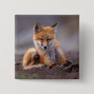 red fox, Vulpes vulpes, pup scratching itself, 15 Cm Square Badge