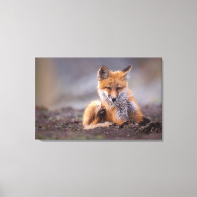 red fox, Vulpes vulpes, pup scratching itself, Canvas Print (Front)