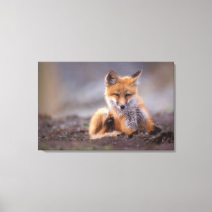 red fox, Vulpes vulpes, pup scratching itself, Canvas Print