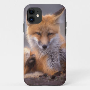 red fox, Vulpes vulpes, pup scratching itself, iPhone 11 Case