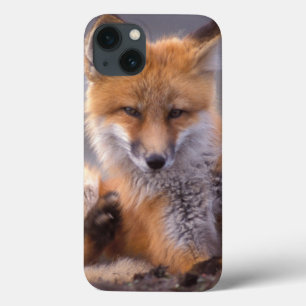 red fox, Vulpes vulpes, pup scratching itself, iPhone 13 Case