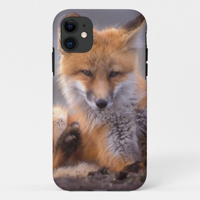 red fox, Vulpes vulpes, pup scratching itself, Case-Mate iPhone Case (Back)