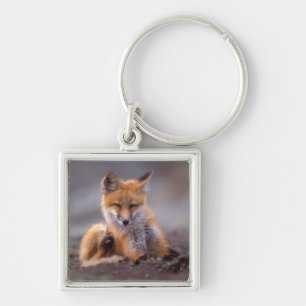 red fox, Vulpes vulpes, pup scratching itself, Key Ring