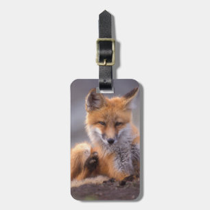 red fox, Vulpes vulpes, pup scratching itself, Luggage Tag