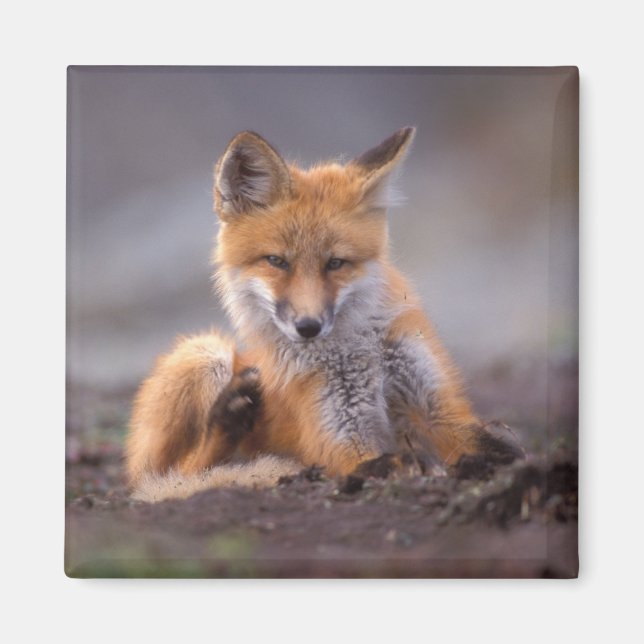 red fox, Vulpes vulpes, pup scratching itself, Magnet (Front)