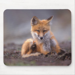 red fox, Vulpes vulpes, pup scratching itself, Mouse Mat