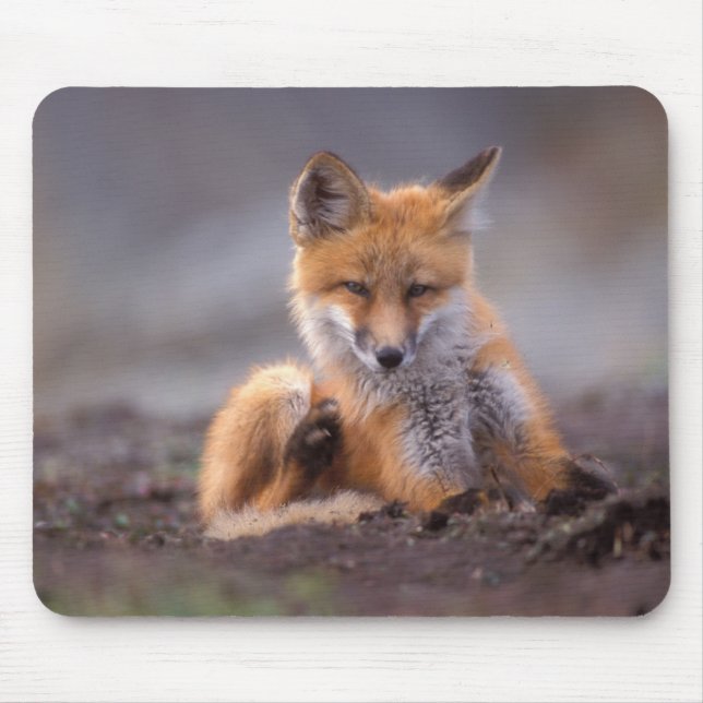 red fox, Vulpes vulpes, pup scratching itself, Mouse Mat (Front)