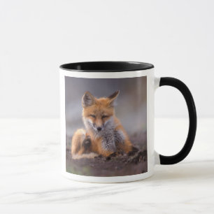 red fox, Vulpes vulpes, pup scratching itself, Mug