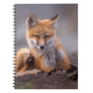 red fox, Vulpes vulpes, pup scratching itself, Notebook