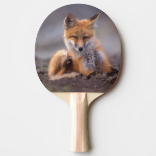 red fox, Vulpes vulpes, pup scratching itself, Ping Pong Paddle