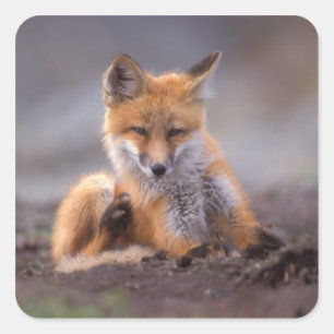 red fox, Vulpes vulpes, pup scratching itself, Square Sticker