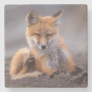 red fox, Vulpes vulpes, pup scratching itself, Stone Coaster