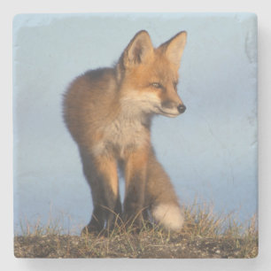 red fox, Vulpes vulpes Stone Coaster