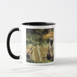 Red Fox, Vulpes vulpes , young at den, Mug