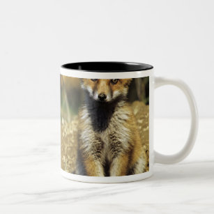 Red Fox, Vulpes vulpes , young at den, Two-Tone Coffee Mug