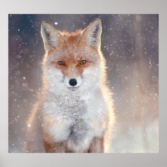Red fox, winter forest, scenic illustration. poster (Front)