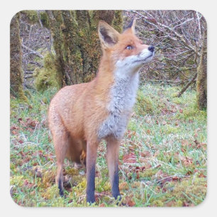Red Fox Woodland Wildlife Forest Animal Nature Art Square Sticker