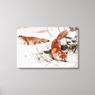 Red Foxes in the Winter Snow (by Wilhelm Kuhnert) Canvas Print