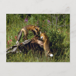 Red Foxes-kits playing Postcard