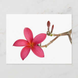 Red Frangipani flower Postcard