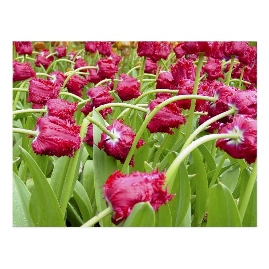Red Fringed Tulips Postcard