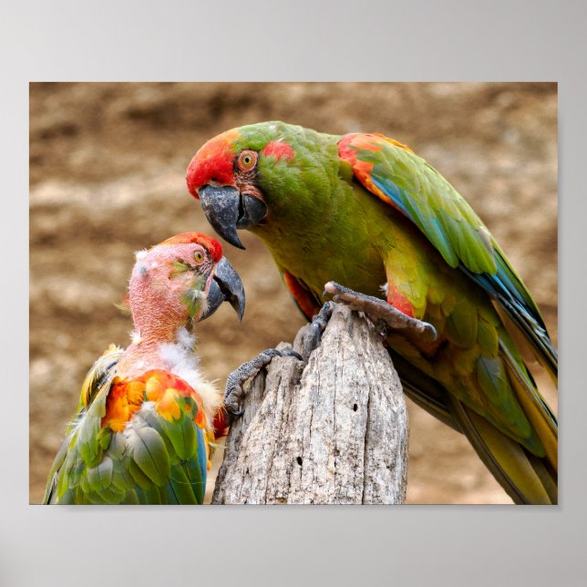 Red-fronted macaws perched on tree trunk  poster (Front)