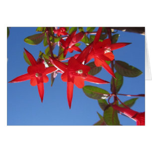 Red Fuchsia Flowers
