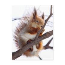 Red Furry Squirrel with a Hazelnut