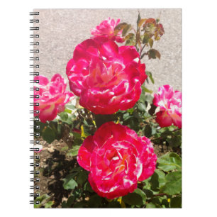 Red Garden Roses Notebook