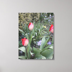 Red garden tulips canvas print