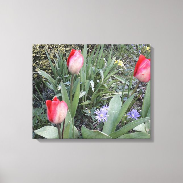 Red garden tulips canvas print (Front)