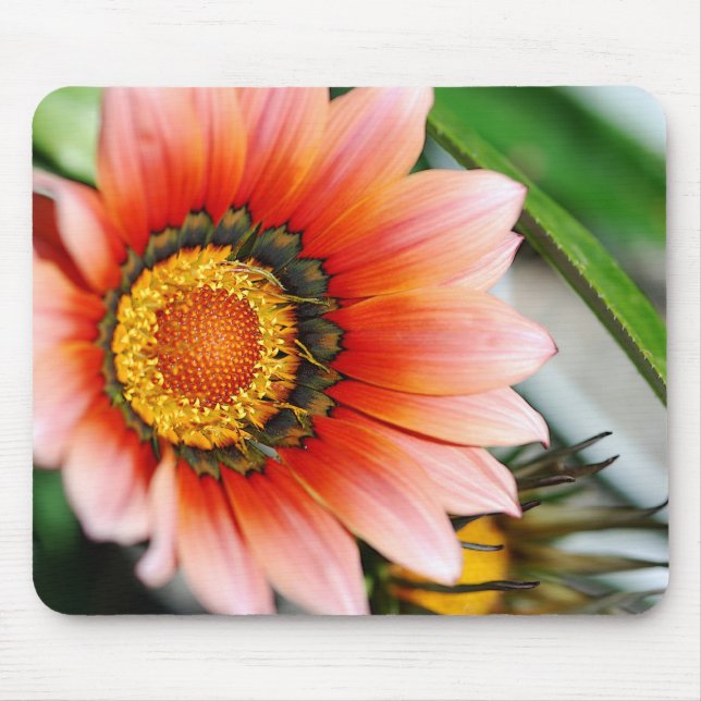 Red Gazania Mouse Mat (Front)