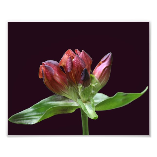 Red Gentian Flower In Bloom Close Up 8x10 Photo Print (Front)