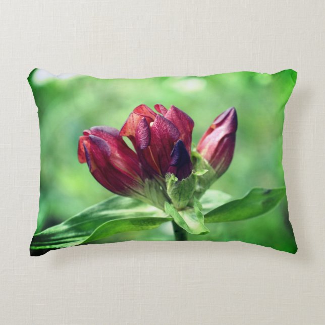 Red Gentian Flower In Bloom Close Up  Decorative Cushion (Front)