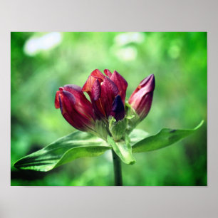 Red Gentian Flower In Bloom Close Up Poster
