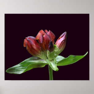 Red Gentian Flower In Bloom Close Up Poster
